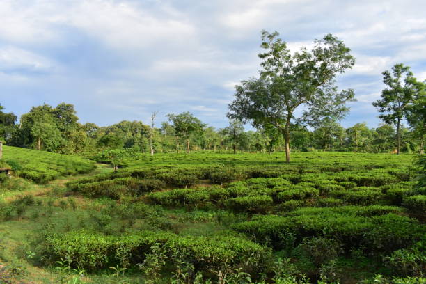 istock A tea garden in India 1446320495
