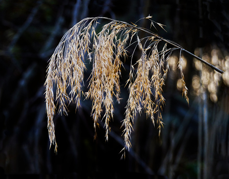 This perennial reed grass plant, growing in a North Carolina wetland, has changed from green to tan in the fall season.