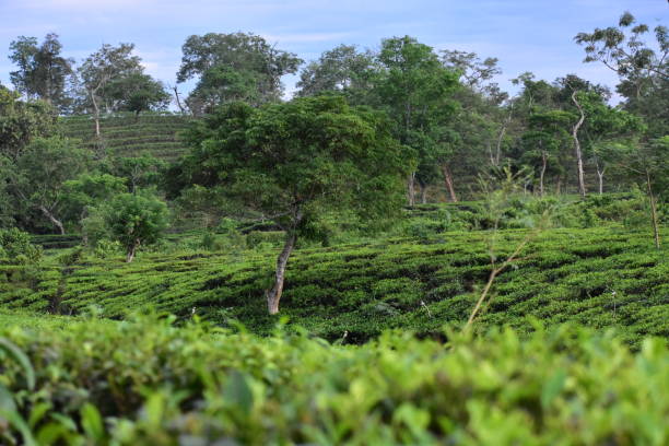 istock A tea garden in India 1446320558