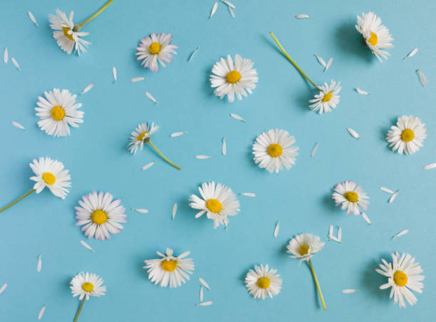 istock Daisy pattern. Flat lay spring and summer flowers and white petals on a pastel blue background. Top view minimal concept. 1446321931