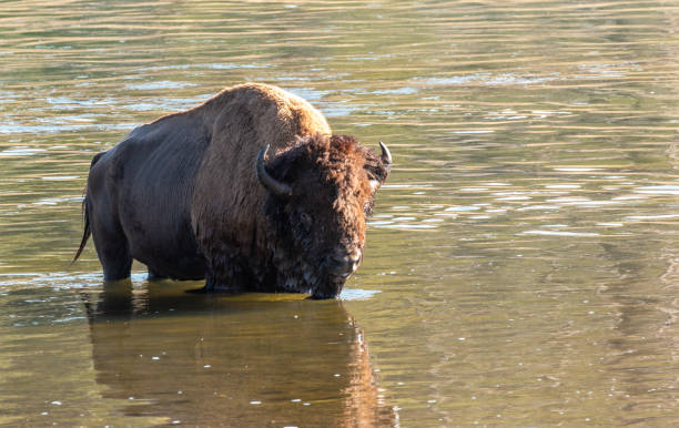 istock Bison in a River in Yellwsone National Park 1446322092
