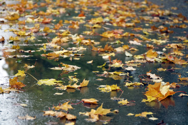 istock Autumn foliage on a wet road 1446322779