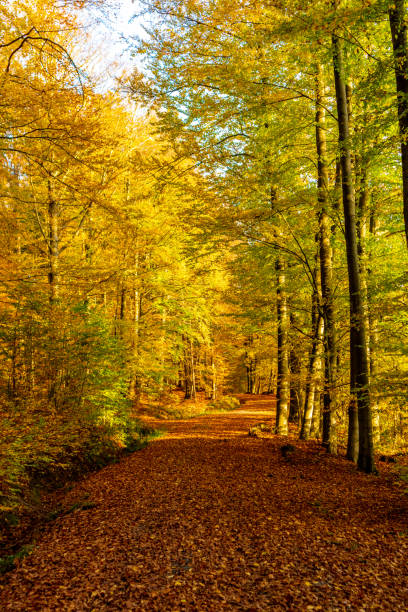 Strolling through the glorious sunshine on an autumn day near Steinbach-Hallenberg - Thuringia - Germany