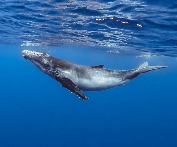 Whales Polynesia Bébé baleineau filmé à moorea en Polynésie française whaling stock pictures, royalty-free photos & images