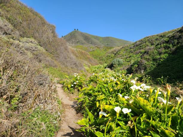 szlak turystyczny calla lily w parku stanowym garrapata, big sur, kalifornia - calla zdjęcia i obrazy z banku zdjęć