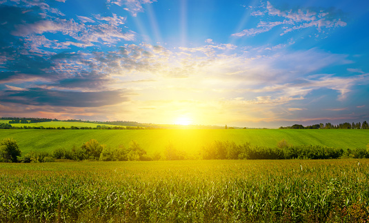 Green corn field and light shines sunset.