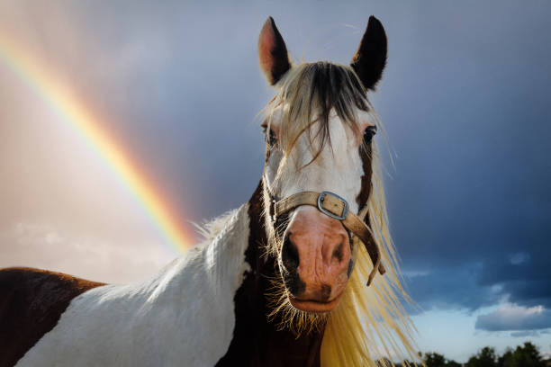 istock Horse, sunny portrait. 1446327803