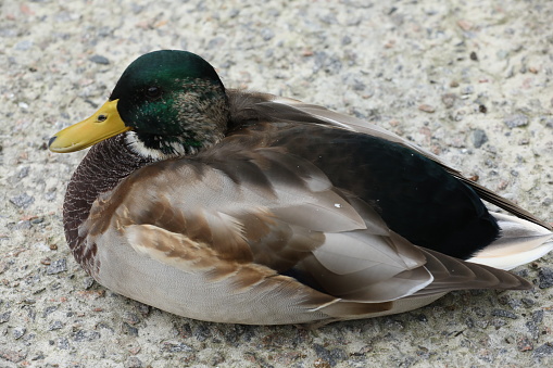 The mallard is a dabbling duck that breeds throughout the temperate and subtropical Americas, Eurasia, and North Africa, and has been introduced to New Zealand.