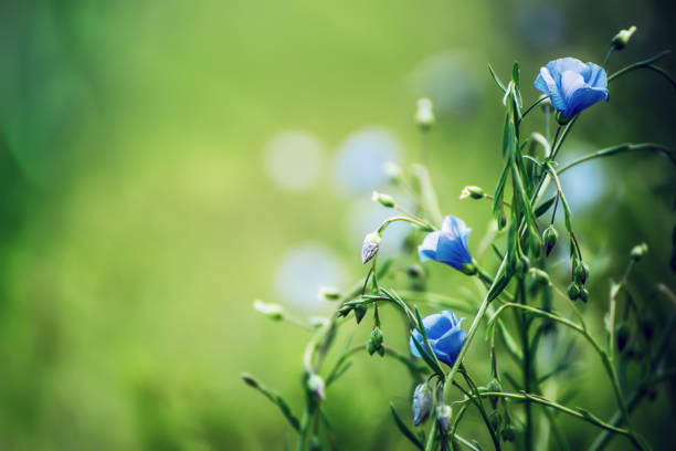 Blue flax background Wild blue flax background. Flax field flowering, seasonal herbal natural concept harvest flax field stock pictures, royalty-free photos & images