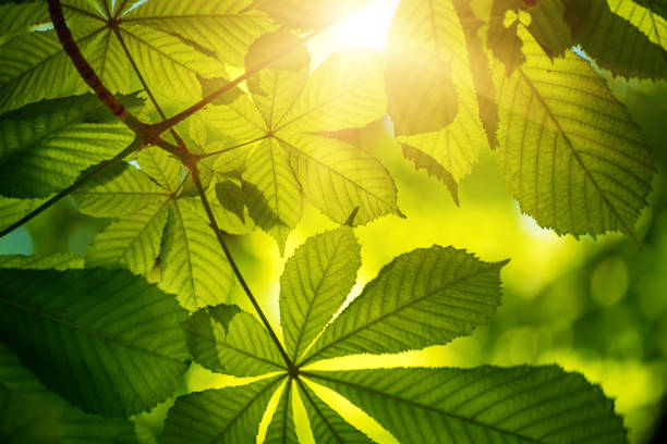 istock Leaves of chestnut 1446331170