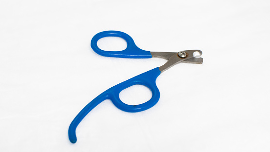 On a white background, scissors for cutting the claws of a pet lie isolated. Close-up of a steel nail cutter with a blue handle. The concept of a tool for trimming claws in animals..