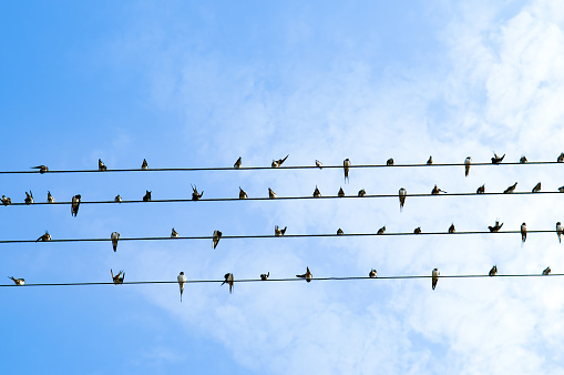A flock of swallows sits on wires against a blue sky.