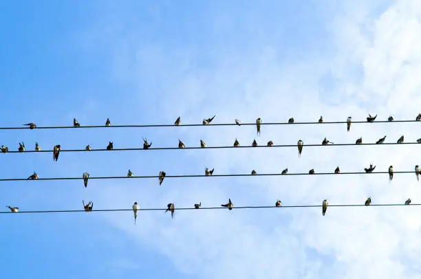 Photo of A flock of swallows sits on wires against the background of a blue sky.