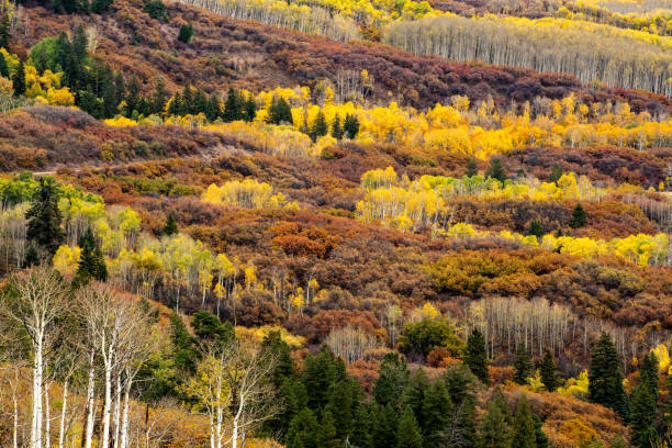istock Fall colors, Kebler Pass, Crested Butte, Colorado, USA 1446335725