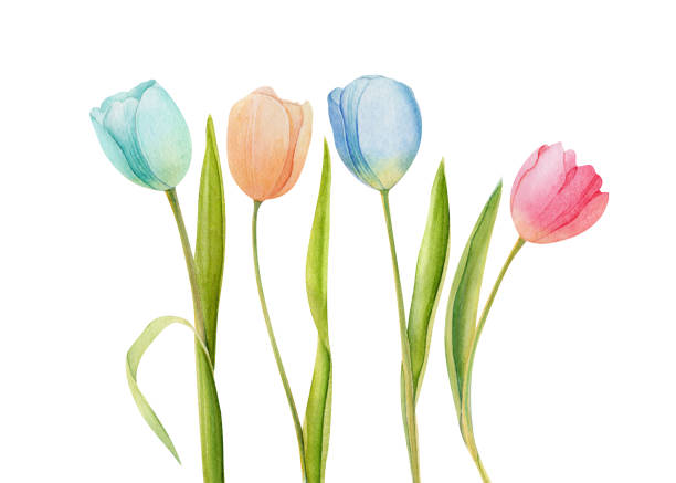 illustrazioni stock, clip art, cartoni animati e icone di tendenza di tulipani acquerello, tulipani acquerello su sfondo trasparente, fiori ad acquerello vettoriale - tulip