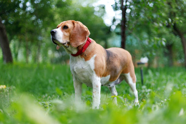 istock Old beagle dog on the lawn, sad pet. 1446338366