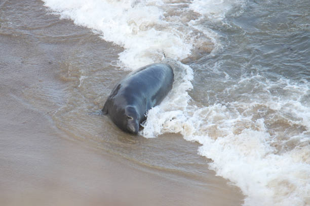 istock Elephant Seal (mirounga angustirostris) laying in the surf 1446339762
