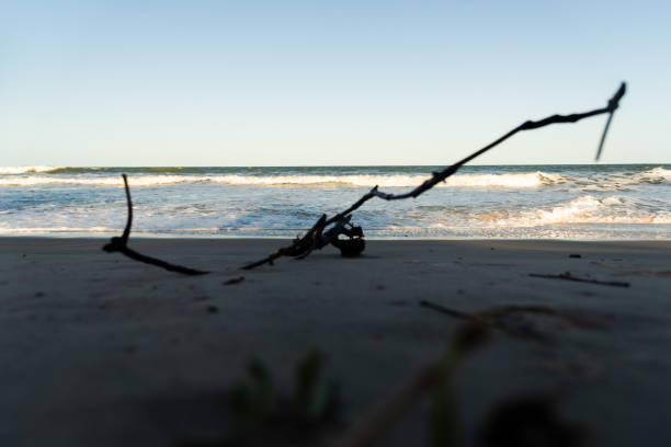 Tree branch in the sand on the beach. Guaibim beach, Valenca, Brazil.