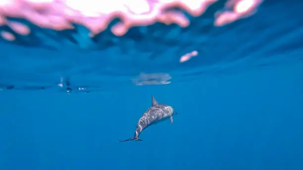 Famille de dauphins spinners qui escorte notre bateau , à moorea en Polynésie française