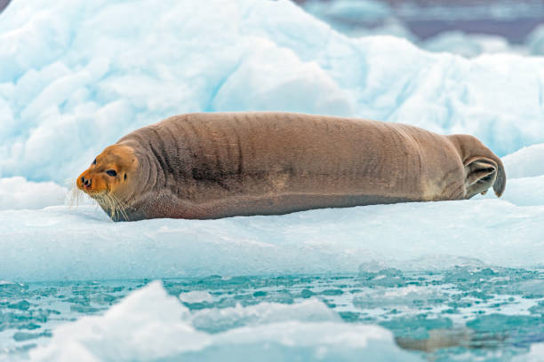 istock Bearded Seal in Repose on an Iceberg 1446340218