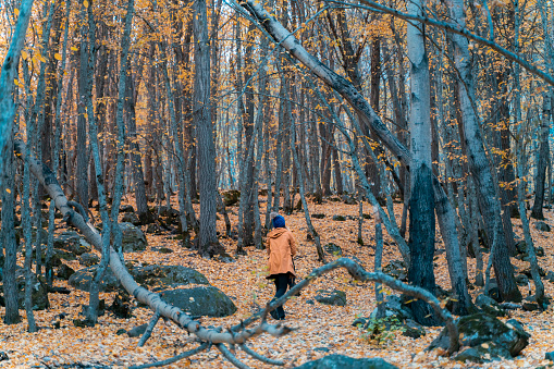 Beautiful woman walking alone in forest in autumn season. She walks on yellowed and fallen leaves on a sunny day. Shot with a full frame camera.
