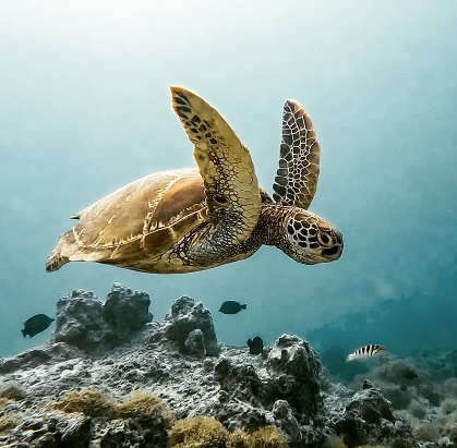 Magnifique tortue verte dans le lagon de moorea en Polynésie française
