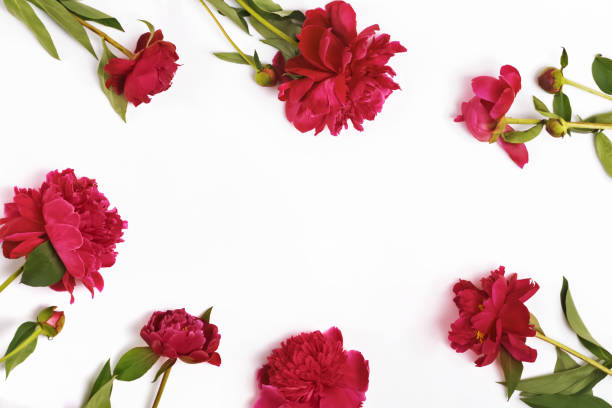 istock Bright pink peonies isolated on the white background 1446342763