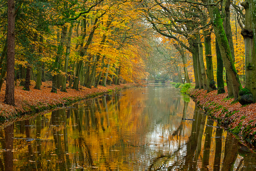 Creek in a beech tree forest in Autumn colors. Location is the village of Bergen, Netherlands.