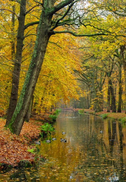 Creek in a beech tree forest in Autumn colors. Location is the village of Bergen, Netherlands.