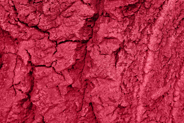 istock Closeup photography of tree bark texture,red color. 1446345623
