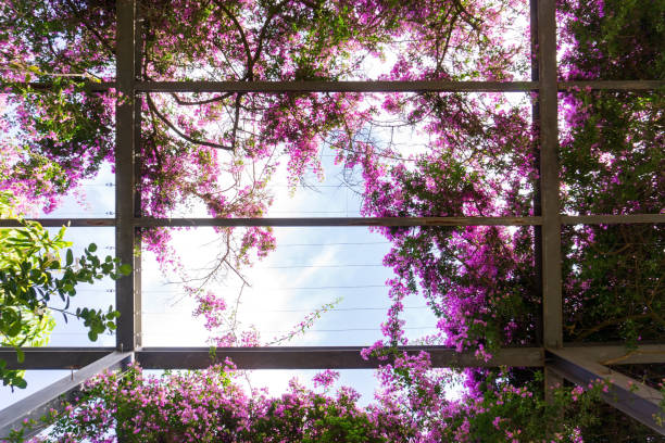 Metal structure embellished purple bougainvillea blossom background