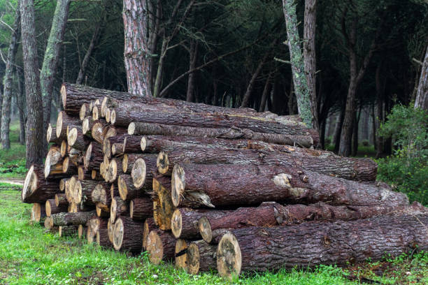 istock Felled conifer trunks stacked in the forest 1446348778