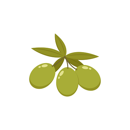 Olive vector. Olive on white background. wallpaper. free space for text. copy space.