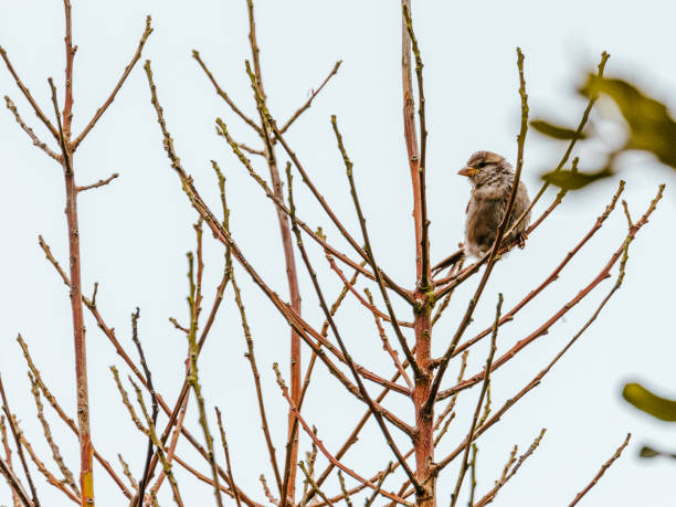 istock Baby Sparrow about to Fly 1446351197
