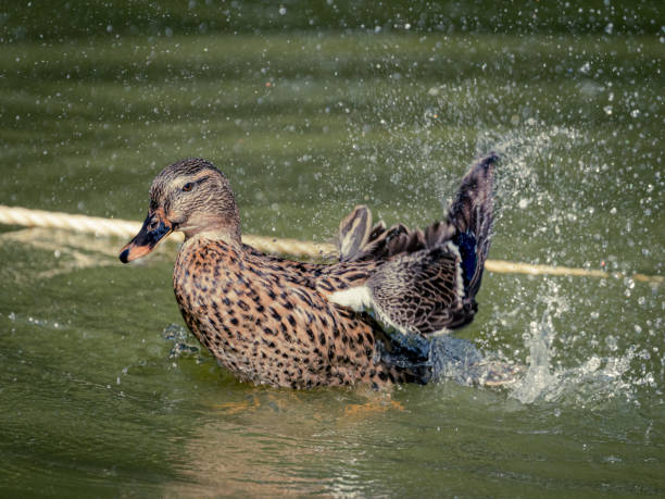 istock Female Mallard Duck 1446351227