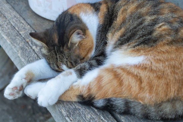 istock A beautiful cat with three colors who sleeps on a bench outside 1446351362