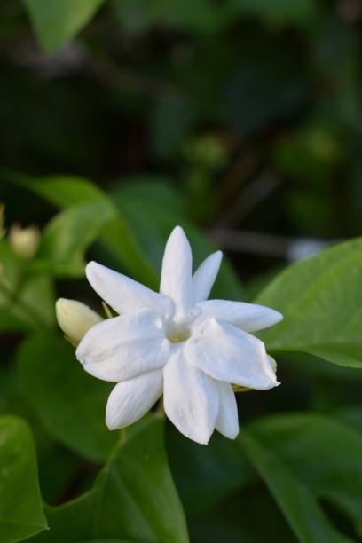 istock Jasmine aesthetic flower 1446353710