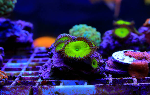 Amazing colorful Yoda zoanthids polyps colony