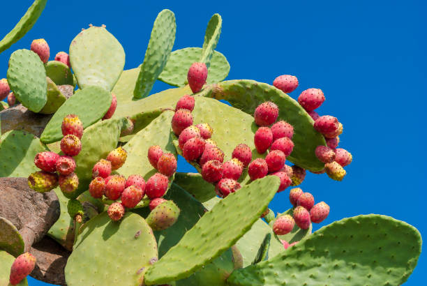 колючие груши с красными фруктами и голубым небом на заднем плане - prickly pear fruit стоковые фото и изображения