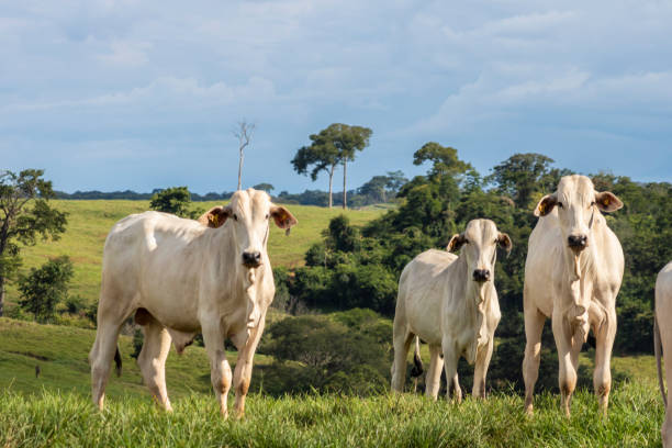 istock Herd of Nelore cattle grazing in a pasture 1446356433