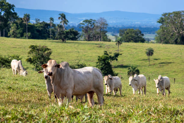 Herd of Nelore cattle grazing in a pasture stock photo
