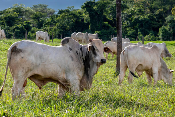 istock Herd of Nelore cattle grazing in a pasture 1446356497
