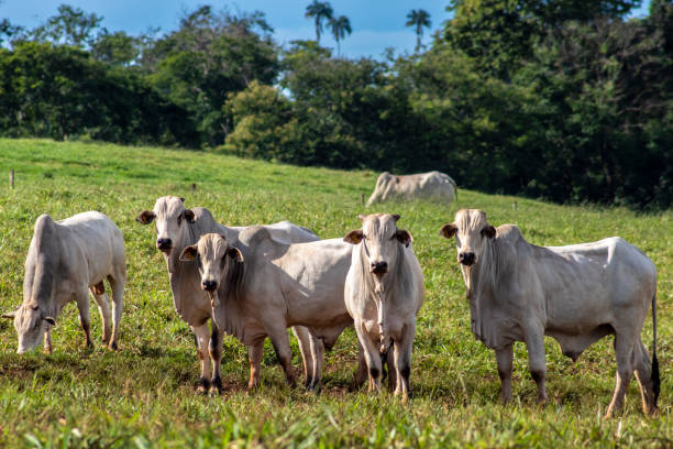 istock Herd of Nelore cattle grazing in a pasture 1446356504