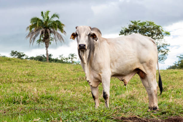 Herd of Nelore cattle grazing in a pasture