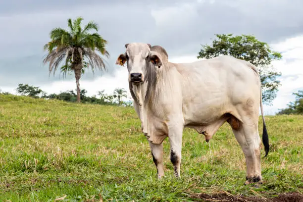 Herd of Nelore cattle grazing in a pasture on the brazilian ranch