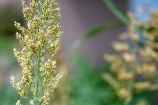 istock Selective focus on maturing seed head of sorghum bicolor 1446357477