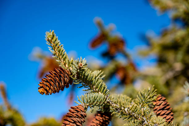 istock Selective focus on large cluster of pine cones on an evergreen tree. Clear sky background 1446357725