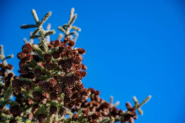 natural evergreen tree with pine cone seed pods in a grouping