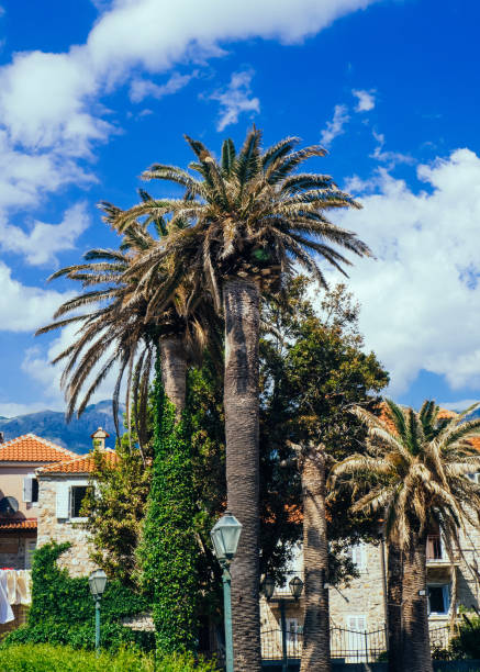 istock Palm trees in the city 1446359513