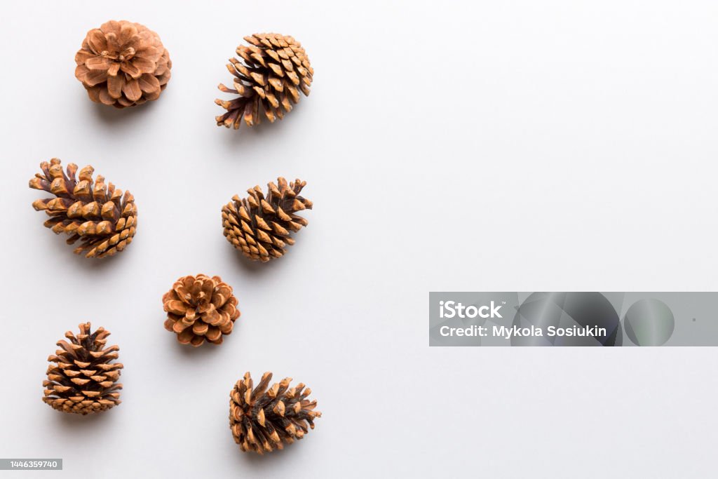 Christmas pine cones on colored paper border composition. Christmas, New Year, winter concept. Flat lay, top view, copy space Christmas pine cones on colored paper border composition. Christmas, New Year, winter concept. Flat lay, top view, copy space. Pine Cone Stock Photo